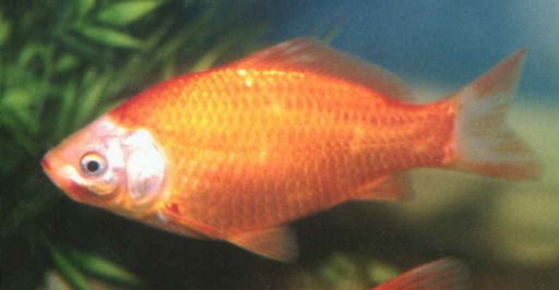  Gold Fish