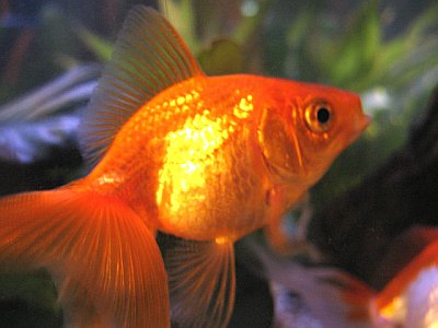 الأسماك الذهبية-Gold Fish Getimg