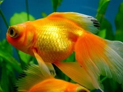 goldfish_01.jpg